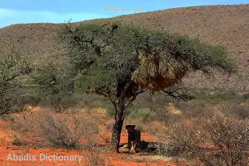 انتر دم کوتاه